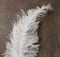 Ashland&#xAE; Feather, Ostrich, Ivory